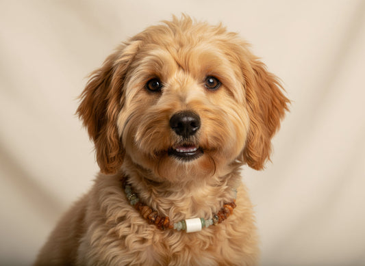 Hunde Bernsteinkette EM-Keramik Pipes und Jade Länge 26cm