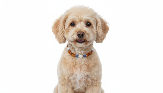 Bernsteinkette Hund mit Blauquarz und Muscheln Länge 22cm