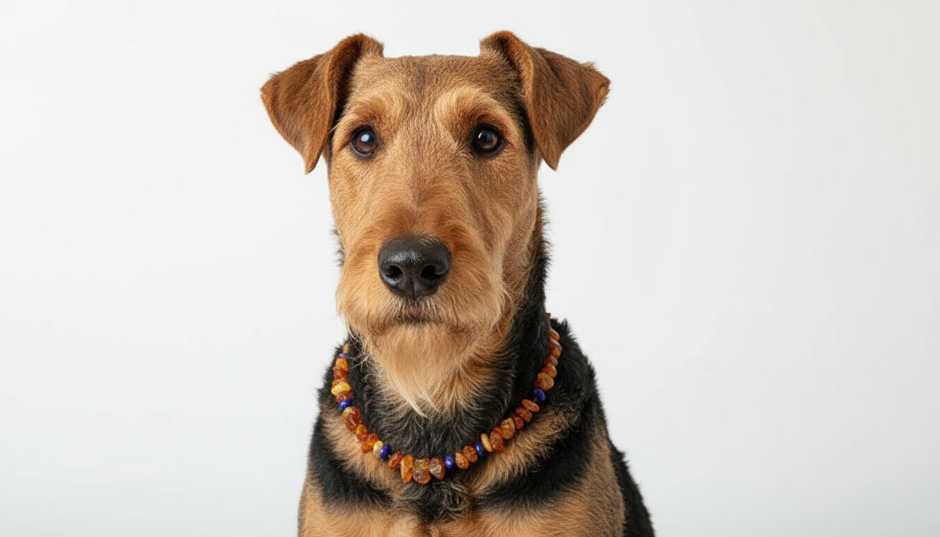 Hunde Bernsteinkette Lapislazuli