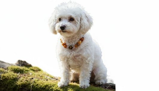 Bernsteinkette für den Hund mit Rosenquarz und Tigerauge Länge 31cm